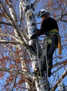 Professional outdoor landscaping in Hurst, TX - Just-in-time Tree Service