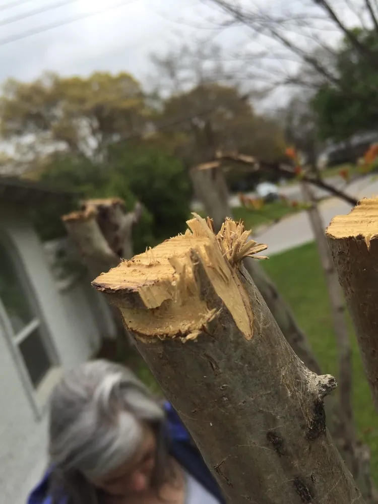 Expert yard maintenance experts serving Hurst, TX - Just-in-time Tree Service