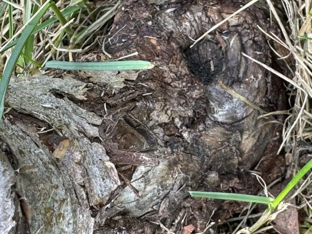 Custom yard maintenance with custom design in Anchorage, AK by Just Lawns