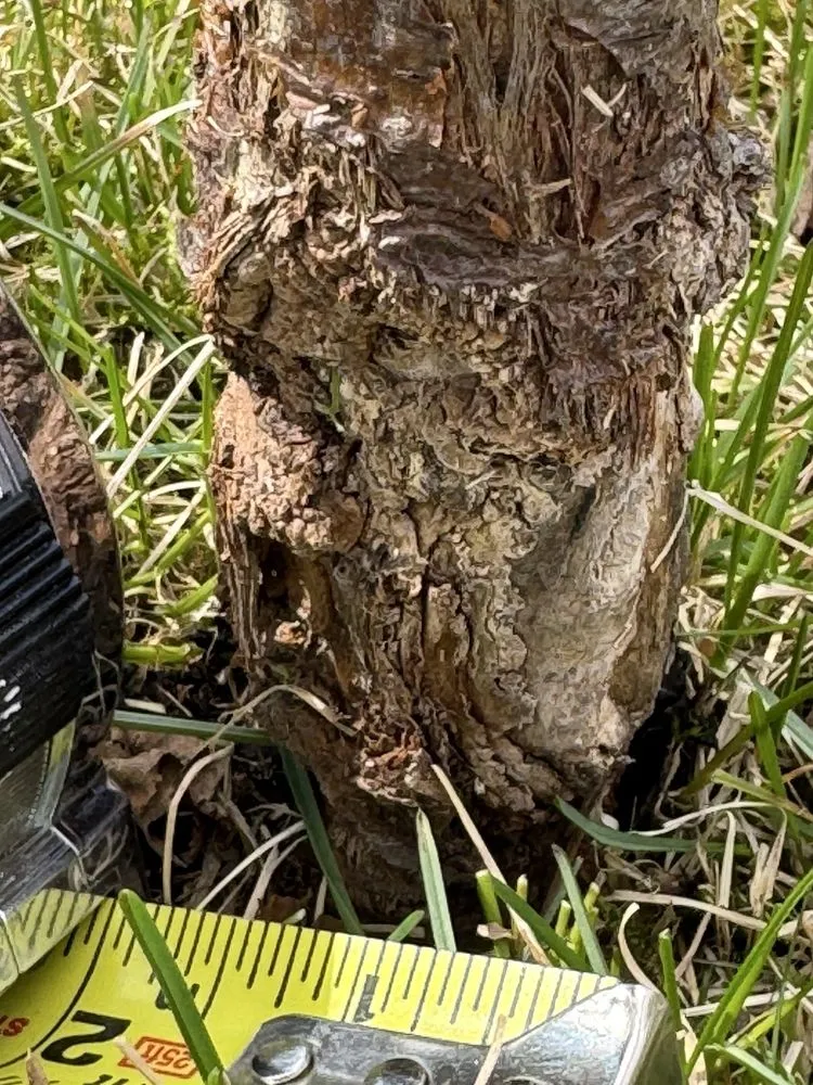 Professional landscaping services for beautiful yards in Anchorage, AK by Just Lawns