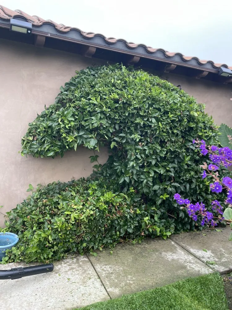 Affordable landscaping services in Vista, CA by Just Lawns