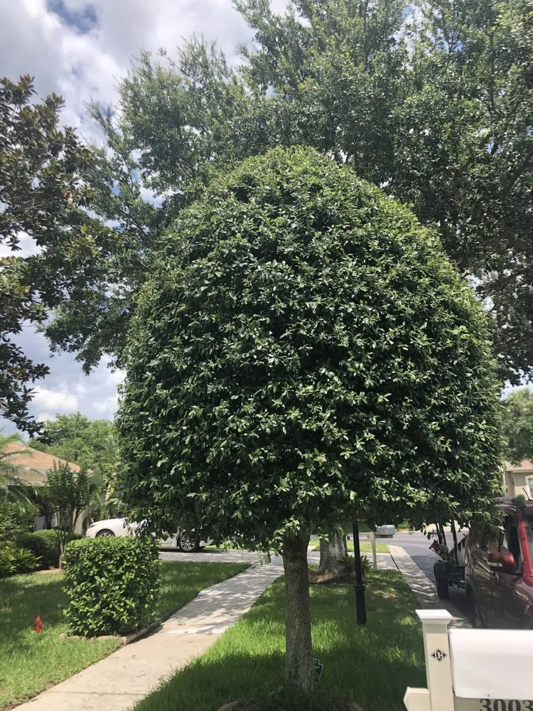 Trusted residential landscaping for beautiful yards in Seffner, FL by Just Mow It