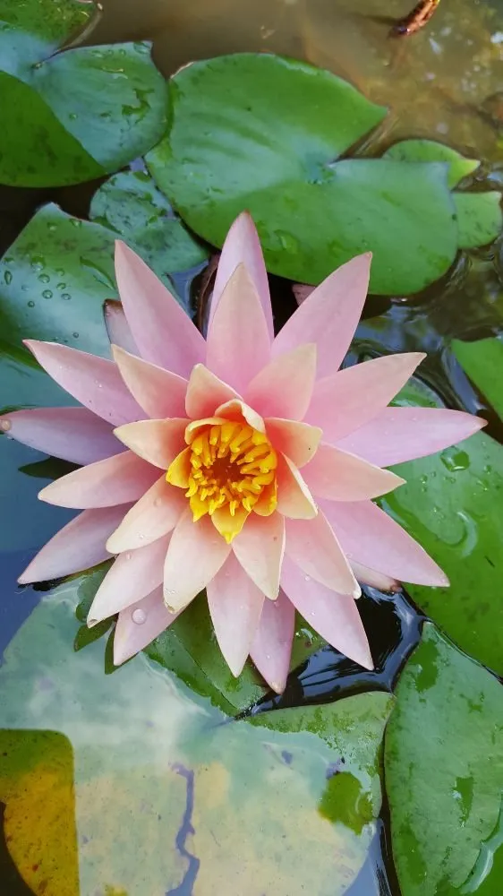 Professional lawn mowing service for homes in Wake Forest, NC by Just Pondering