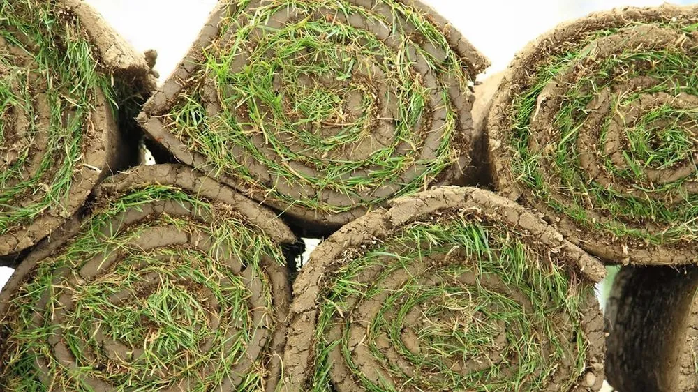 Trusted landscape installation experts serving Centennial, CO - Just Sod