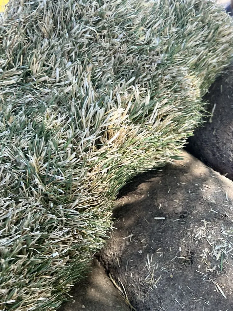 Professional lawn care service for homes across Rio Rancho, NM - Just Sprinklers