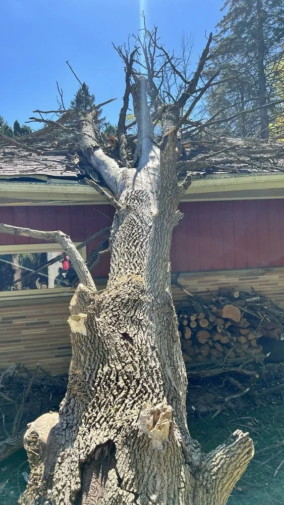 Local yard maintenance in Menomonee Falls, WI - Just The Tree Guy