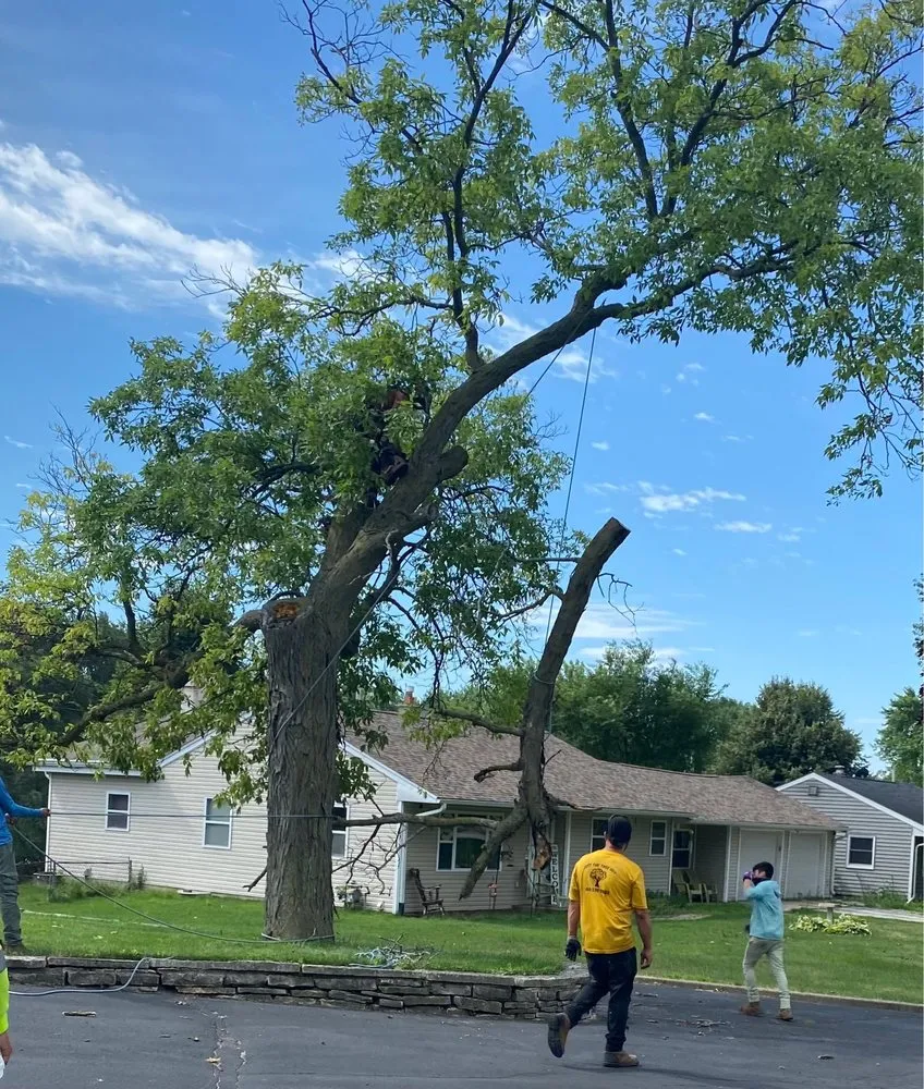 Expert outdoor landscaping for year-round maintenance across Menomonee Falls, WI - Just The Tree Guy