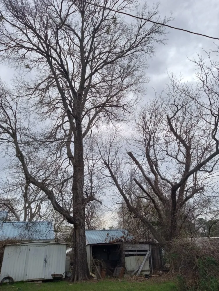 Affordable yard maintenance in Durant, OK - Justin Alston and Sons