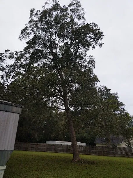 Top-rated residential landscaping experts serving Saint Stephen, SC - Justin E Holmes Handyman and Landscaping