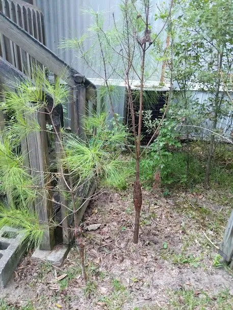 Local landscape design in Saint Stephen, SC - Justin E Holmes Handyman and Landscaping