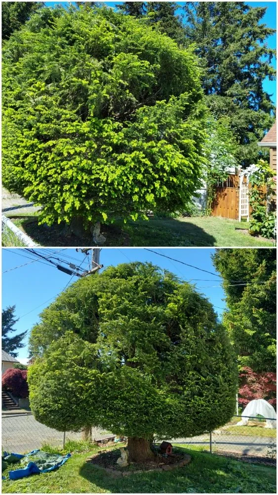 Top-rated lawn mowing service for homes across Bremerton, WA - JustinCredible Landscape and Home Solutions