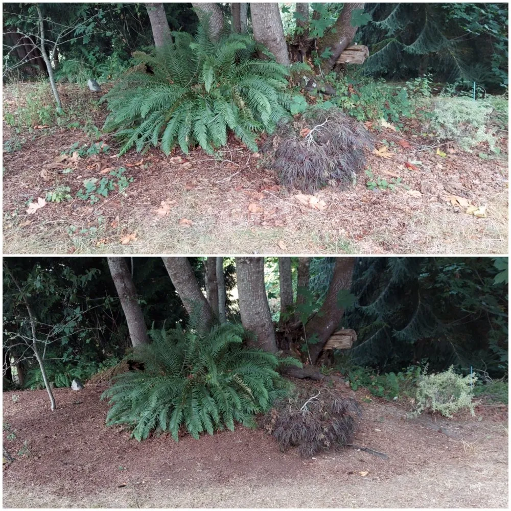 Local lawn care service in Bremerton, WA - JustinCredible Landscape and Home Solutions