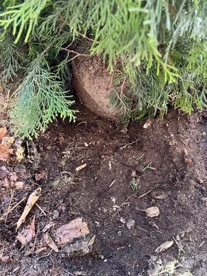 Justin's Landscaping and Nursery