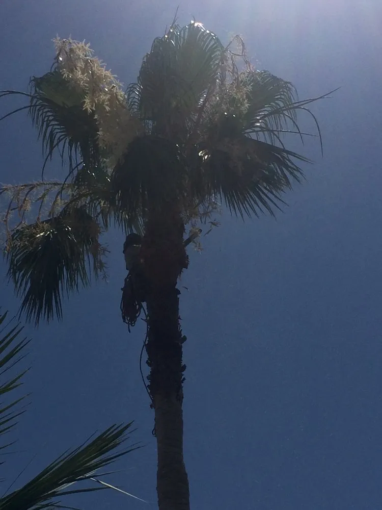 Professional landscape installation for outdoor upgrades across Chandler, AZ - Justin's Lawn & Landscape Service