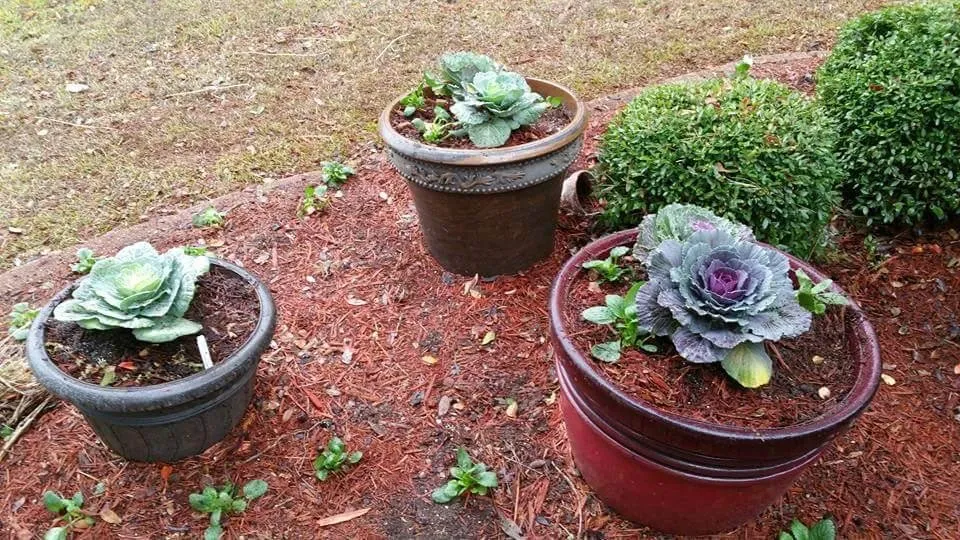 Local yard maintenance in Hope, AR by Justin's Lawn Service