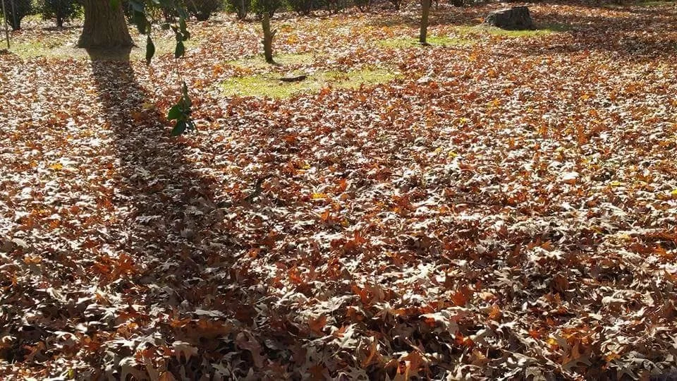 Top-rated landscape installation for year-round maintenance across Hope, AR - Justin's Lawn Service