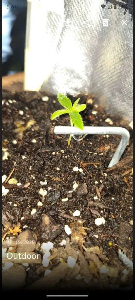 Reliable outdoor landscaping for outdoor upgrades across Nice, CA - Justin's Lawncare