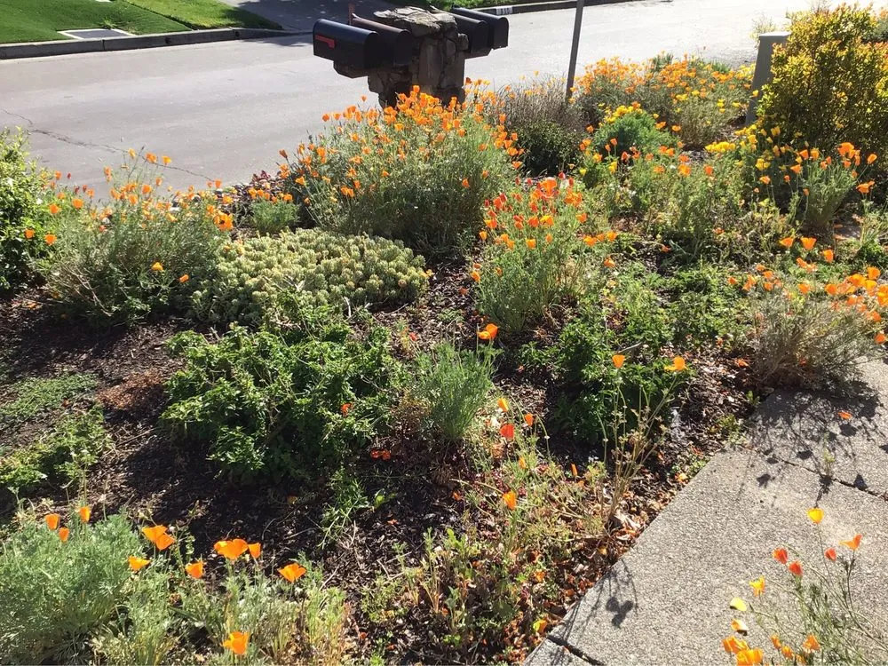 Top-rated landscape design experts serving Santa Rosa, CA - Juve & Sons Landscape Maintenance