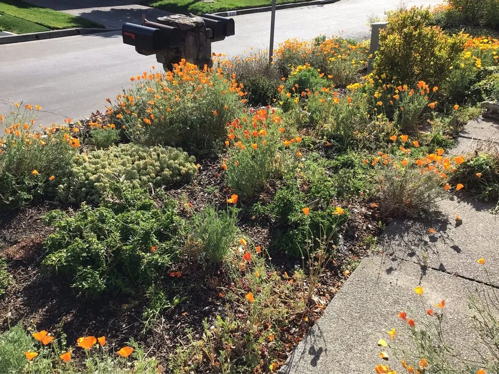 Expert lawn care service near you across Santa Rosa, CA - Juve & Sons Landscape Maintenance