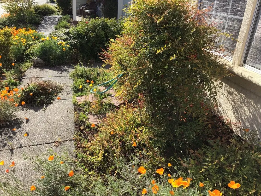 Professional yard maintenance in Santa Rosa, CA - Juve & Sons Landscape Maintenance
