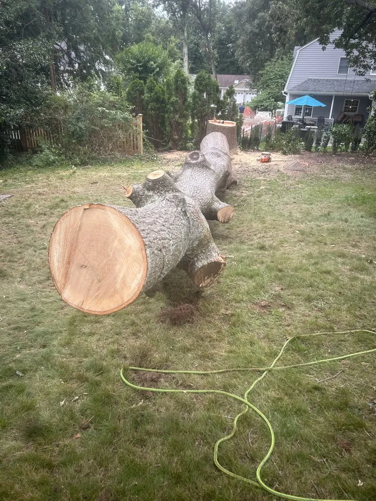 Professional landscape installation in Annapolis, MD by JV Landscape And Tree Services