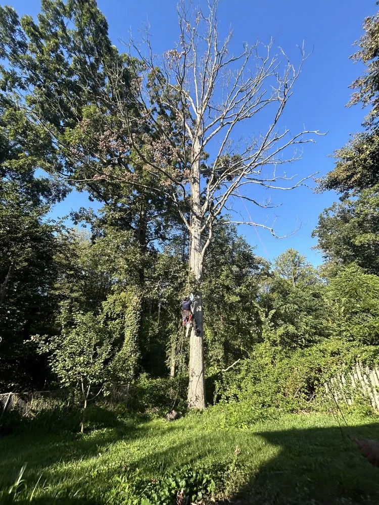 Reliable garden landscaping in Annapolis, MD - JV Landscape And Tree Services