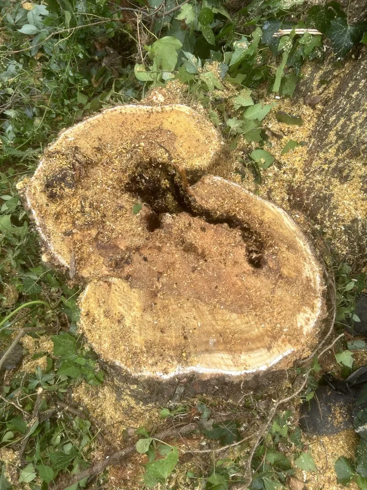 Expert landscape design experts serving Annapolis, MD - JV Landscape And Tree Services