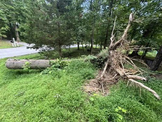 JV Landscape And Tree Services Logo