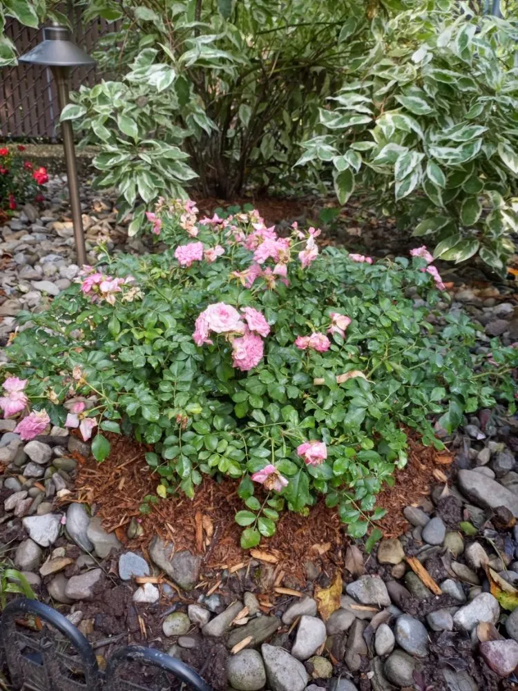 Trusted outdoor landscaping experts serving Staten Island, NY - J&V Landscape Design & Lawncare