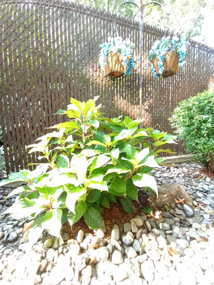 Professional lawn care service in Staten Island, NY by J&V Landscape Design & Lawncare