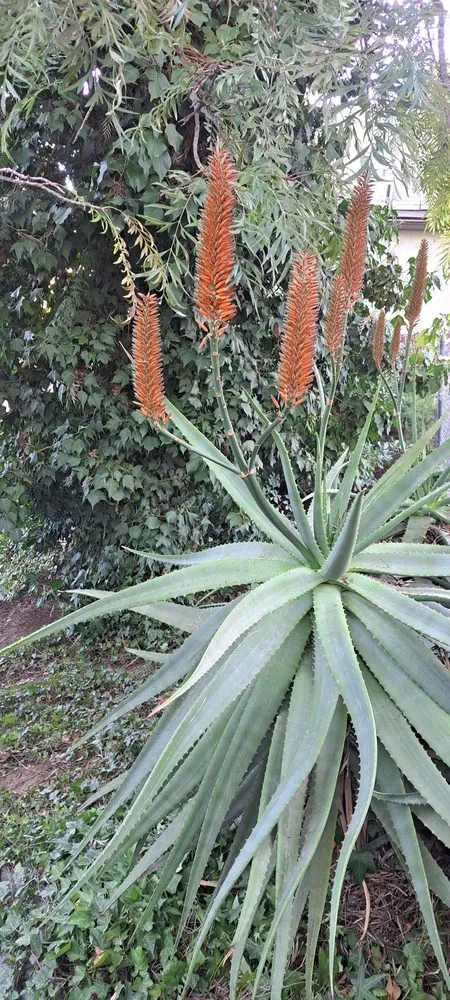 Affordable lawn mowing service with custom design across Simi Valley, CA - JV Landscape