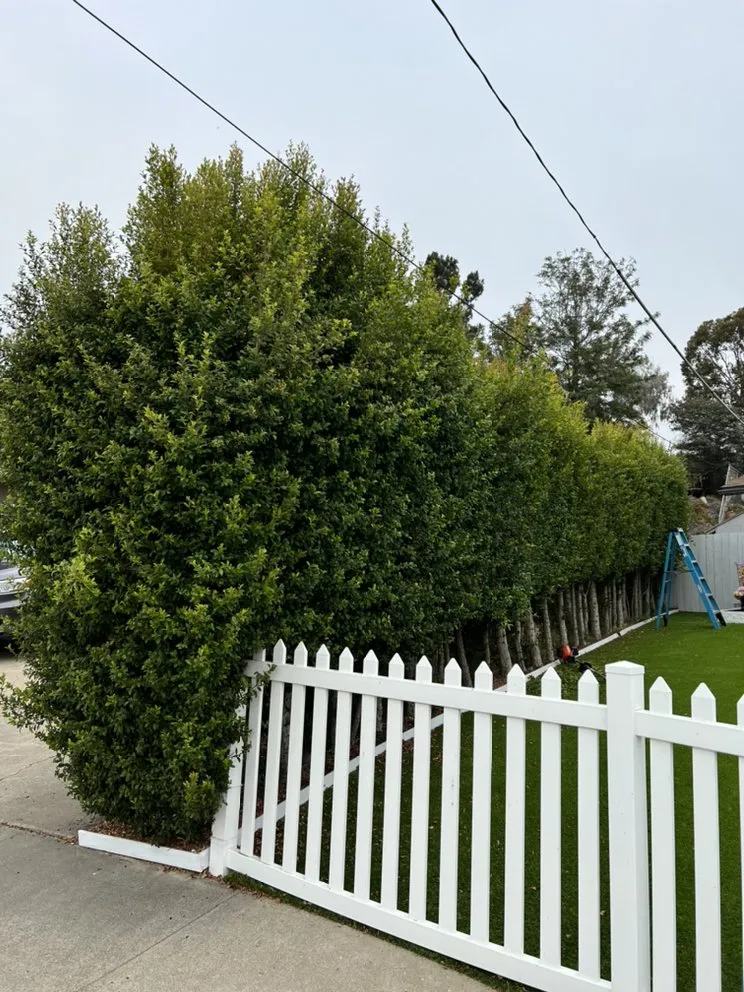 Trusted lawn mowing service for year-round maintenance in Chula Vista, CA by JV Landscaping & Maintenance