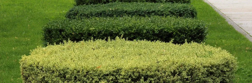 Expert lawn mowing service in Redwood City, CA - JV Landscaping