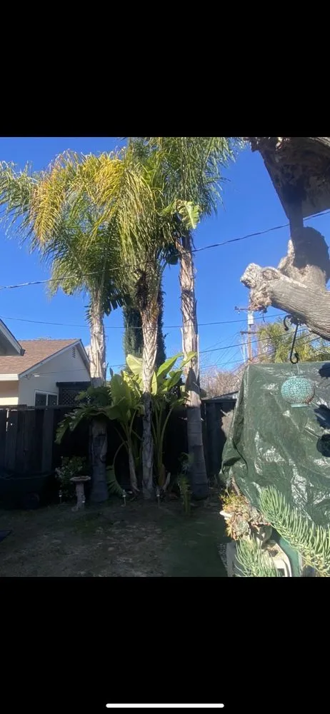 Professional residential landscaping for year-round maintenance in San Jose, CA by JV Landscaping