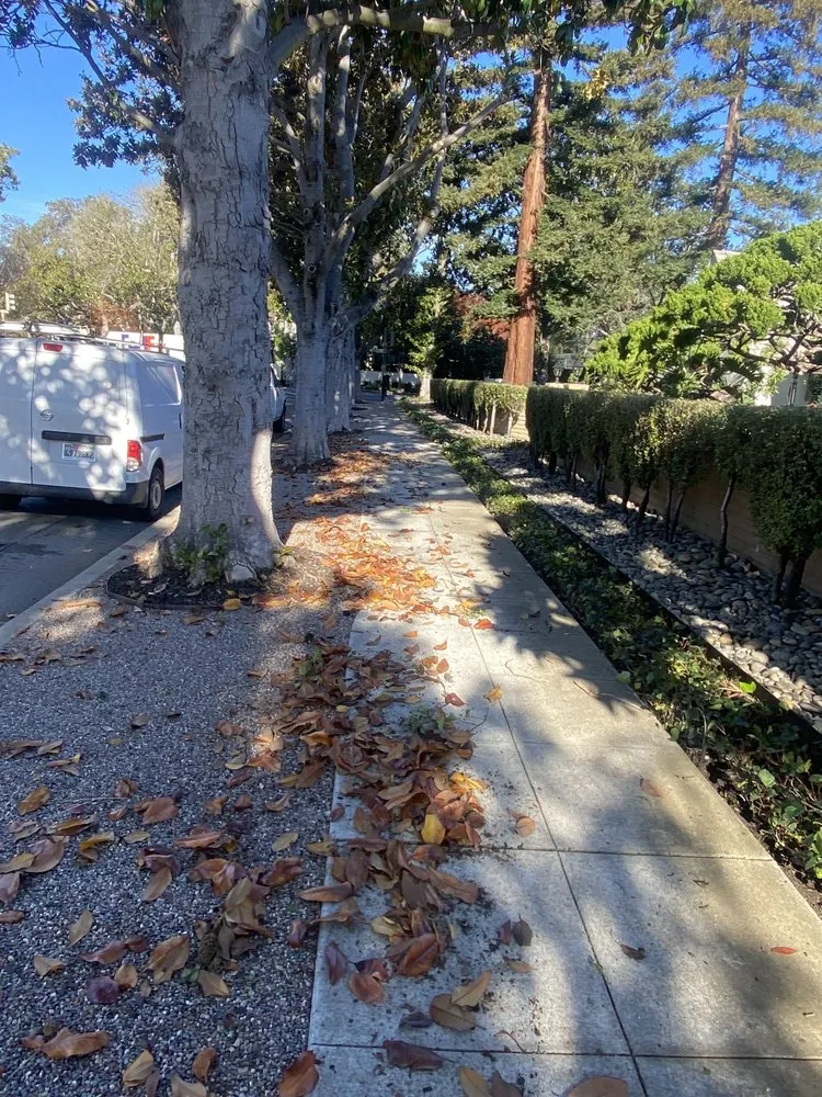 Trusted landscaping services with custom design in San Jose, CA by JV Landscaping