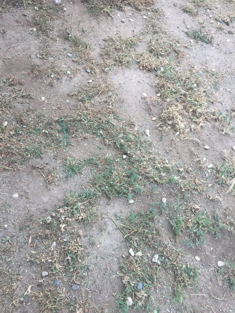 Professional yard cleanup service for beautiful yards in Reno, NV by JV Lawns and Landscape