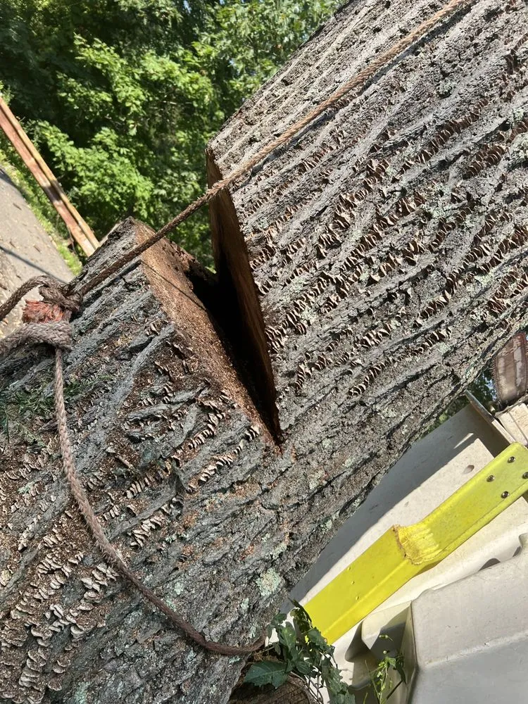 Reliable yard maintenance in Pittsburgh, PA - J&V Services