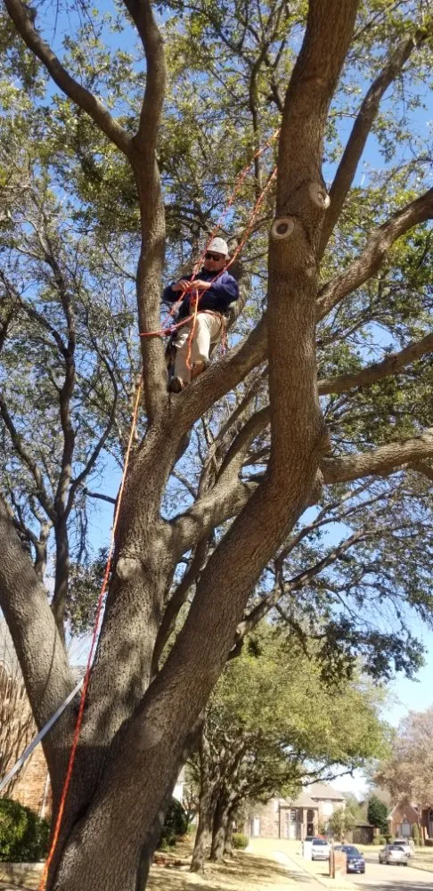 Reliable yard cleanup service for beautiful yards across Garland, TX - JV Tree Service and Landscaping