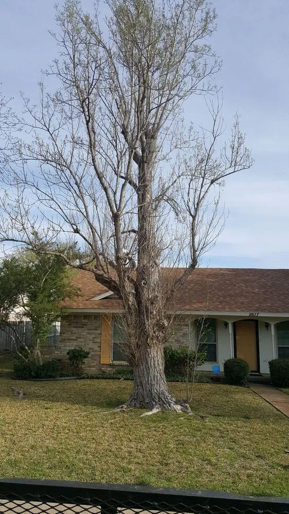 Reliable outdoor landscaping in Garland, TX - JV Tree Service and Landscaping