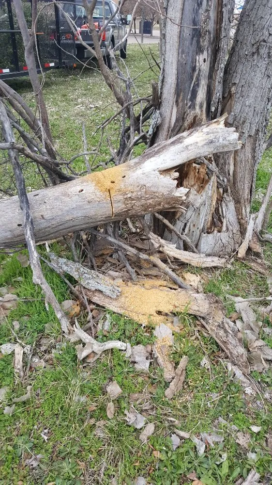 Affordable garden landscaping for residential properties across Garland, TX - JV Tree Service and Landscaping