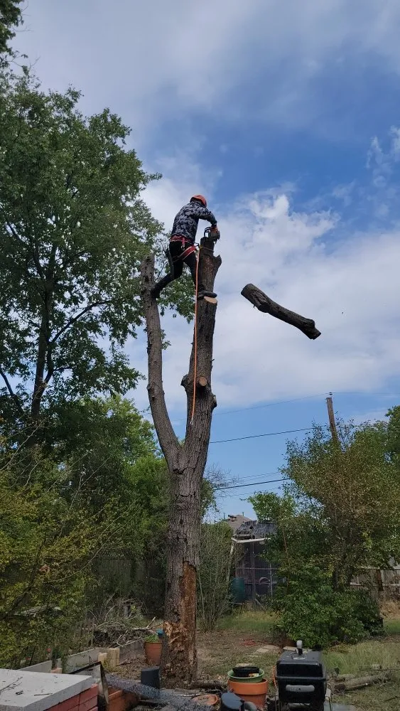 Trusted garden landscaping near you in Garland, TX by JV Tree Service and Landscaping
