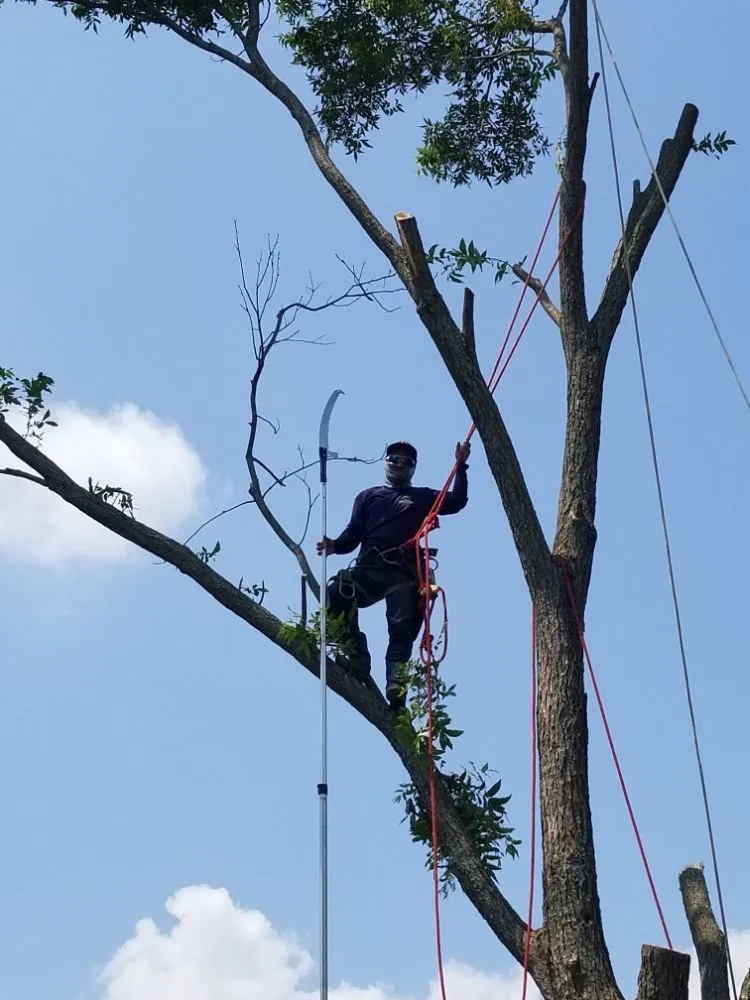 Top-rated lawn mowing service experts serving Garland, TX - JV Tree Service and Landscaping