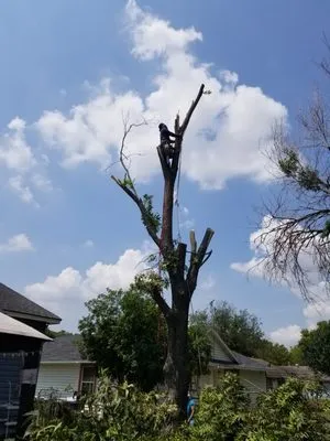 JV Tree Service and Landscaping Logo