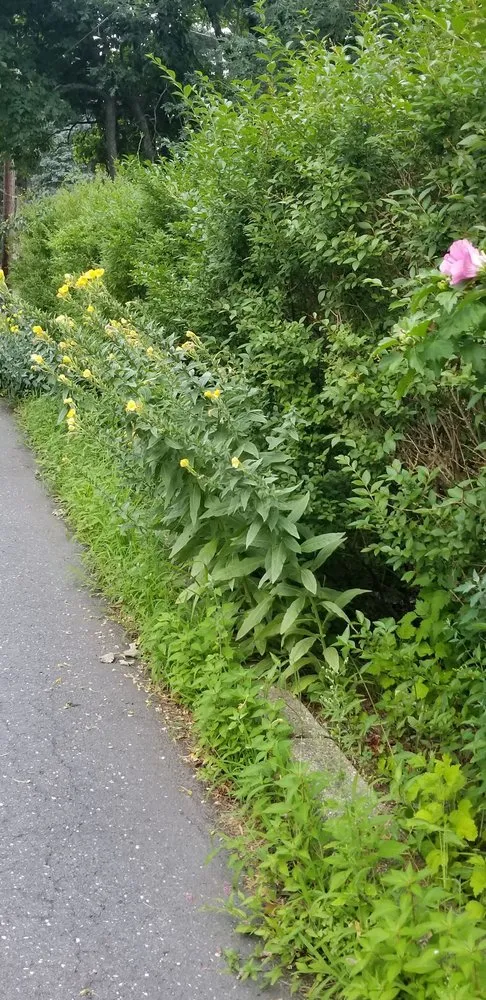 Trusted lawn mowing service in Red Bank, NJ - JVD Handyman Landscaping