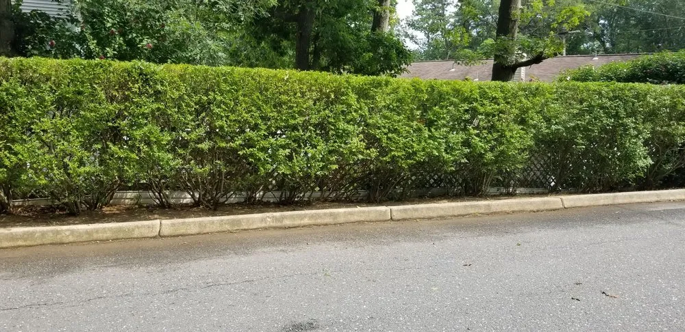 Local garden landscaping experts serving Red Bank, NJ - JVD Handyman Landscaping