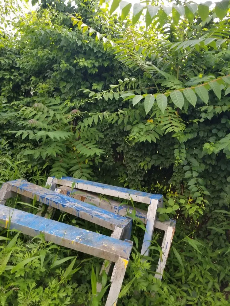 Top-rated landscape design for residential properties across Red Bank, NJ - JVD Handyman Landscaping