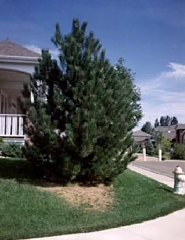Top-rated lawn care service for outdoor upgrades in Centennial, CO by JVJ Lawn Care & Sprinkler