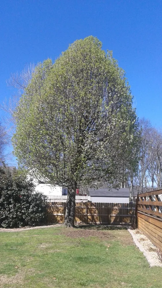 Local landscaping services for beautiful yards in Murfreesboro, TN by JW Bennett Tree Lawn and Landscape