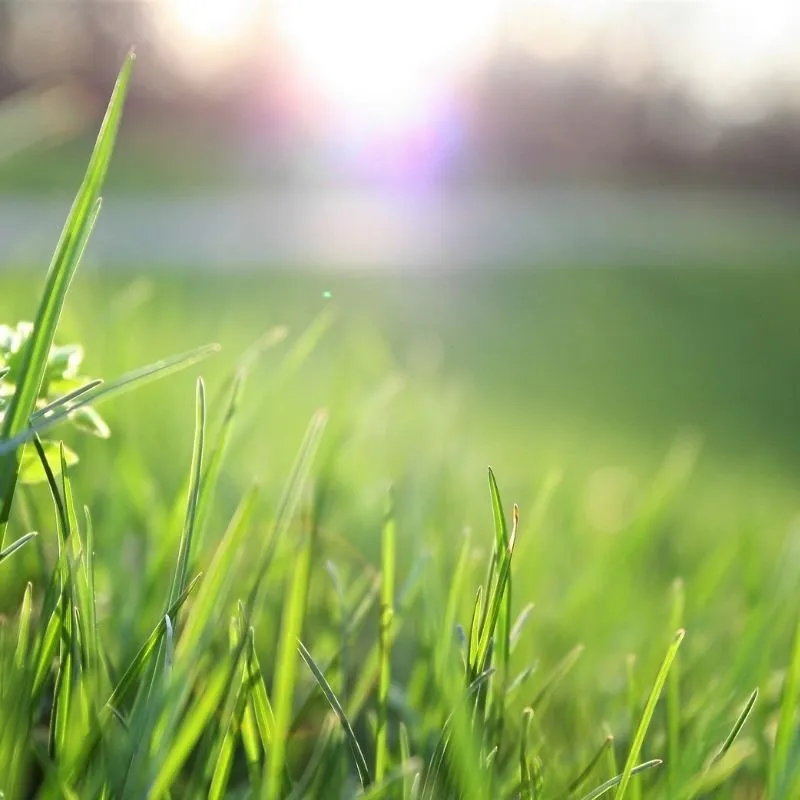 Custom landscape design for beautiful yards across Louisville, KY - JW Cuts Lawns and Landscaping