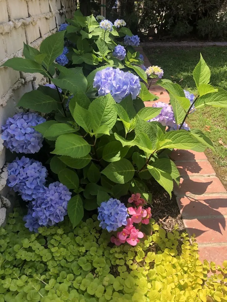 Affordable yard cleanup service experts serving Whittier, CA - JW Garden & Design